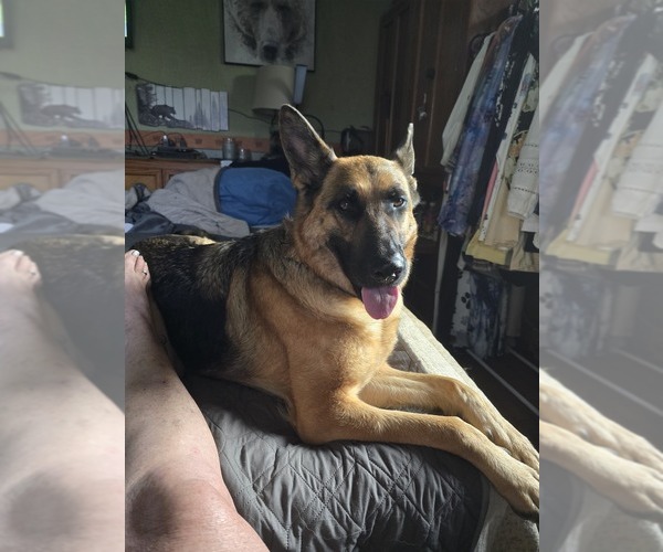 Medium Photo #66 German Shepherd Dog Puppy For Sale in LA FAYETTE, NY, USA