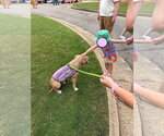 Small #4 American Bulldog Mix