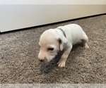 Small Photo #4 Dalmatian Puppy For Sale in SAINT PETERSBURG, FL, USA