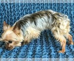 Small Photo #4 Yorkshire Terrier Puppy For Sale in STAFFORD SPRINGS, CT, USA