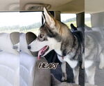 Small #4 Siberian Husky