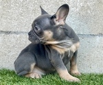 Small #7 French Bulldog