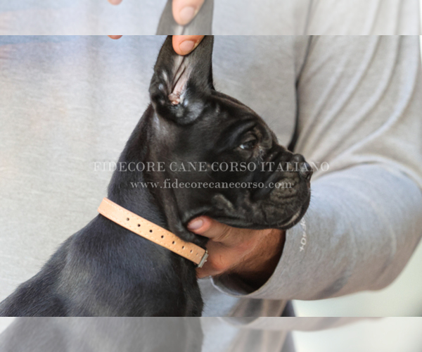 Medium Photo #5 Cane Corso Puppy For Sale in MARENGO, IL, USA
