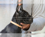 Small Photo #5 Cane Corso Puppy For Sale in MARENGO, IL, USA