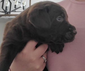Labrador Retriever Puppy for sale in NUNN, CO, USA