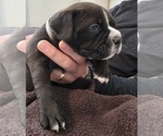 Small #4 American Bully