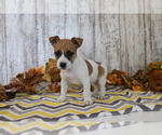 Small #1 Jack Russell Terrier-Jug Mix