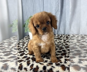 Cavalier King Charles Spaniel Puppy for sale in GREENWOOD, IN, USA