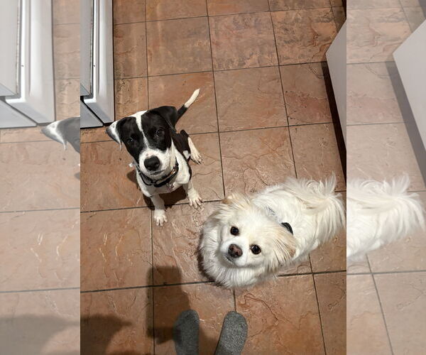 Medium Photo #4 Mutt Puppy For Sale in Aurora, CO, USA