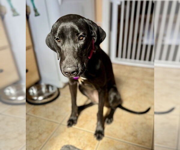 Medium Photo #3 Great Dane-Labrador Retriever Mix Puppy For Sale in Greenbelt, MD, USA