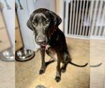Small #2 Great Dane-Labrador Retriever Mix