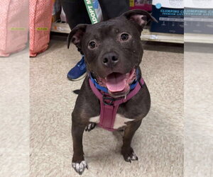 Linus - Male American Staffordshire Terrier-Unknown Mix Dog for Adoption - Photo #9