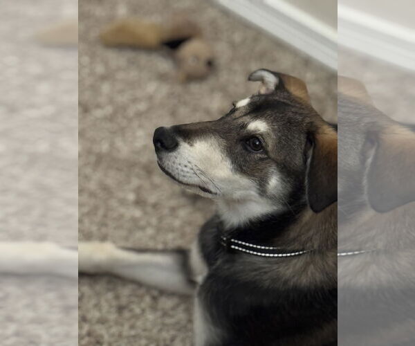 Medium Photo #2 Siberian Husky-Unknown Mix Puppy For Sale in Cedar Crest, NM, USA