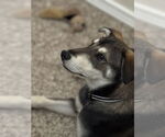 Small #1 Siberian Husky Mix