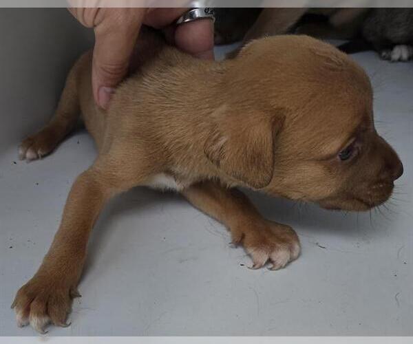 Medium Photo #1 Mutt Puppy For Sale in Houston, TX, USA