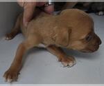 Small Mutt