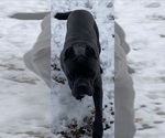 Small Photo #7 Cane Corso Puppy For Sale in HUDSON, NH, USA