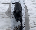 Small #6 Cane Corso