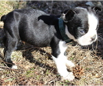Small Photo #7 Boston Terrier Puppy For Sale in HUGHESVILLE, MD, USA