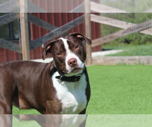 Medium Photo #1 Mutt Puppy For Sale in Chestertown, MD, USA