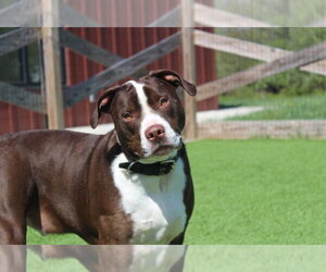 Mutt Dogs for adoption in Chestertown, MD, USA