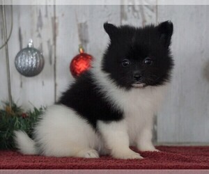 Pomeranian Puppy for sale in FREDERICKSBG, OH, USA