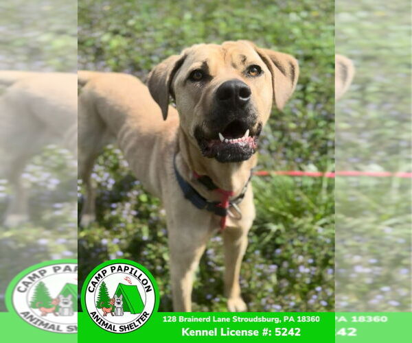 Medium Photo #1 Mutt Puppy For Sale in Stroudsburg, PA, USA