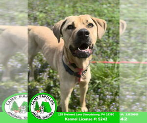 Mutt Dogs for adoption in Stroudsburg, PA, USA