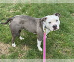 Small American Pit Bull Terrier Mix