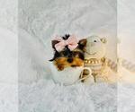 Small #10 Morkie
