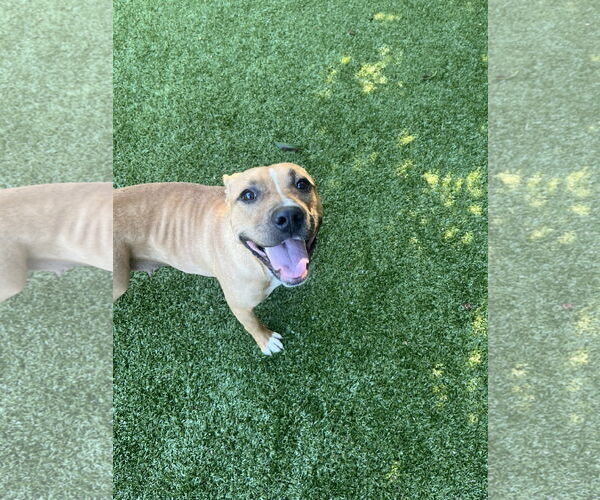 Medium Photo #2 Mutt Puppy For Sale in Hilton Head, SC, USA