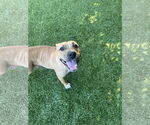 Small #1 Mutt