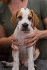 Pointer Puppy for sale in CHARLESTOWN, IN, USA