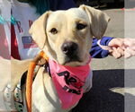 Small Basset Hound-Labrador Retriever Mix
