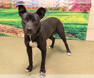 American Pit Bull Terrier-Unknown Mix Dogs for adoption in Moreno Valley, CA, USA