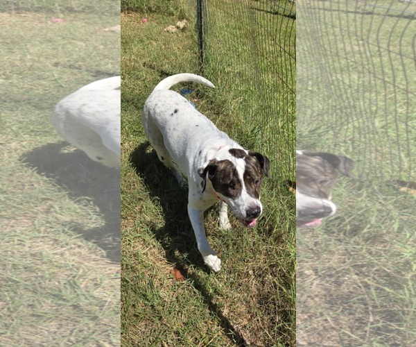 Medium Photo #11 Labrador Retriever-Unknown Mix Puppy For Sale in Rustburg, VA, USA
