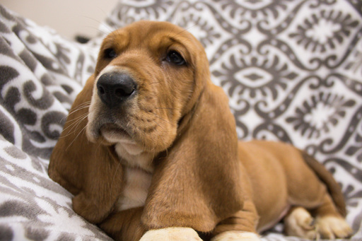 Medium Photo #7 Basset Hound Puppy For Sale in PETERSBURG, IN, USA