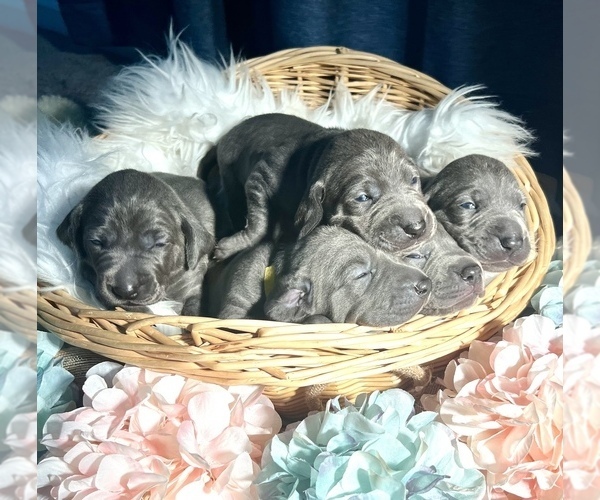 Medium Photo #4 Weimaraner Puppy For Sale in NEWPORT NEWS, VA, USA