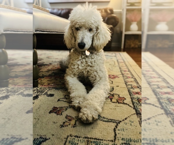 Medium Photo #1 Labradoodle Puppy For Sale in TUPELO, MS, USA