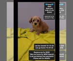 Vinny - Male Maltipoo (Toy) Puppy for Sale - Small photo