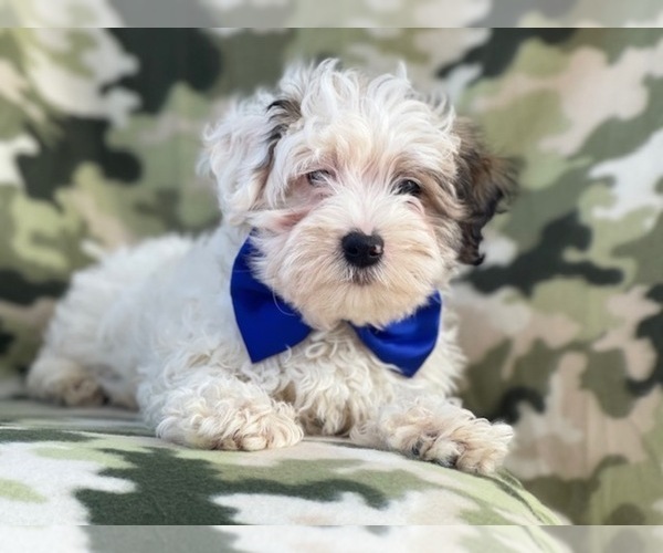 Medium Photo #17 Maltipoo Puppy For Sale in LAKELAND, FL, USA