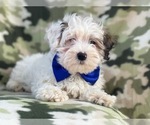 Small Photo #17 Maltipoo Puppy For Sale in LAKELAND, FL, USA