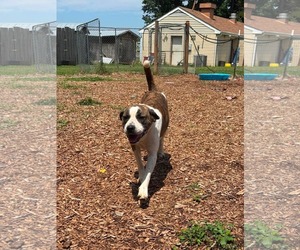 Mutt Dogs for adoption in Rustburg, VA, USA