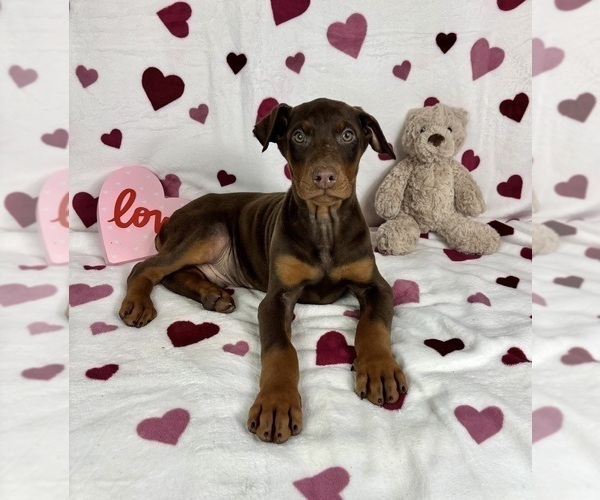 Medium Photo #2 Doberman Pinscher Puppy For Sale in GREENFIELD, IN, USA