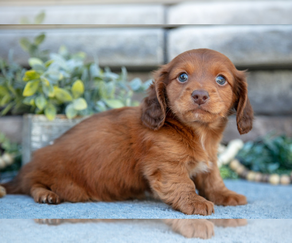 Medium Photo #3 Dachshund Puppy For Sale in SUGARCREEK, OH, USA