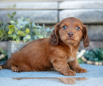 Small #2 Dachshund