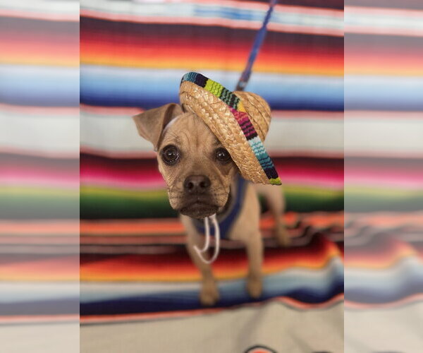 Medium Photo #3 Chug Puppy For Sale in Mundelein, IL, USA