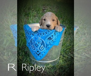 Goldendoodle Puppy for sale in BURKESVILLE, KY, USA