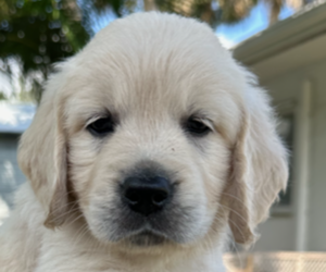 Golden Retriever Puppy for sale in PORT SAINT LUCIE, FL, USA