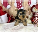 Small #4 Yorkshire Terrier